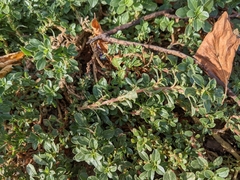 Amaranthus blitoides