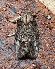 Etanna clopaea