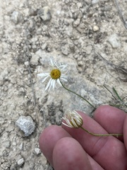 Erigeron modestus