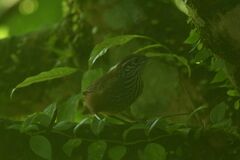 Cantorchilus thoracicus