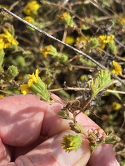 Deinandra corymbosa