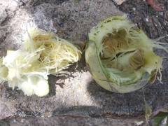 Cucurbita foetidissima