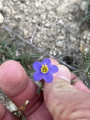 Giliastrum rigidulum