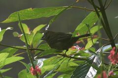 Cyanoloxia cyanoides