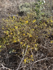 Deinandra corymbosa