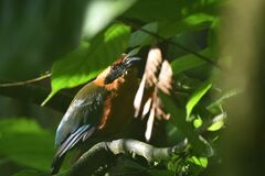 Baryphthengus martii