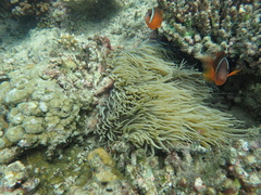 Heteractis crispa
