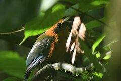 Baryphthengus martii