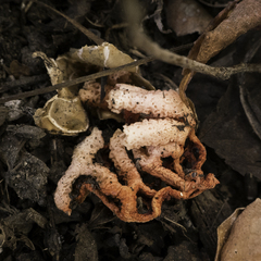 Clathrus ruber