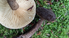 Lactarius lignyotus