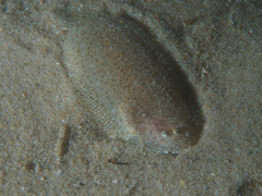 Aseraggodes lenisquamis