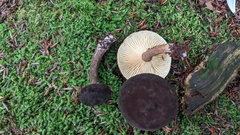 Lactarius lignyotus