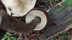 Lactarius lignyotus