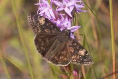 Erynnis zarucco