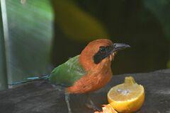 Baryphthengus martii