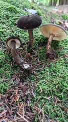 Lactarius lignyotus