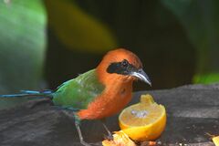 Baryphthengus martii