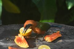 Baryphthengus martii