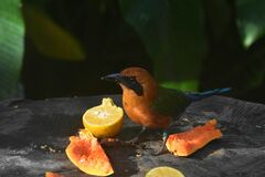 Baryphthengus martii