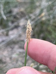 Eleocharis palustris