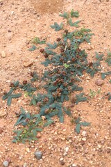 Neptunia dimorphantha