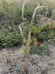 Elymus canadensis