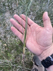 Eleocharis palustris