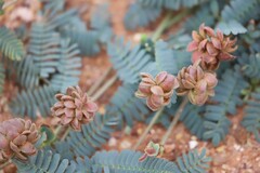 Neptunia dimorphantha