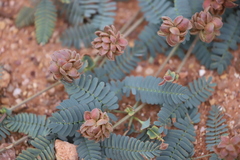 Neptunia dimorphantha