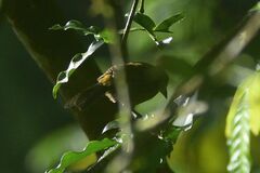 Ramphocelus passerinii