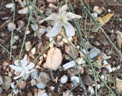 Stephanomeria pauciflora