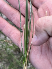 Eleocharis palustris
