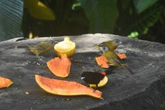 Ramphocelus passerinii