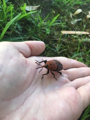 Rhynchophorus ferrugineus
