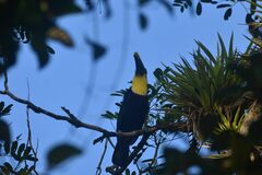 Ramphastos ambiguus
