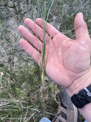 Eleocharis palustris