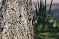 Acanthocercus atricollis