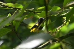 Icterus prosthemelas