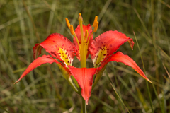 Lilium catesbaei