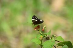 Anartia fatima
