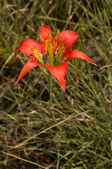Lilium catesbaei