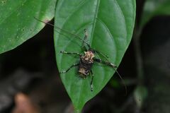 Polyrhaphis