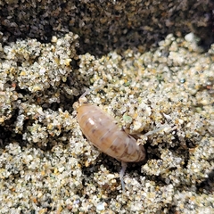 Megalorchestia corniculata