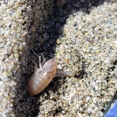 Megalorchestia corniculata