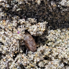 Megalorchestia corniculata