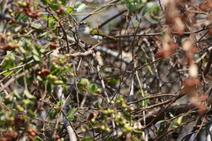 Camaroptera brachyura