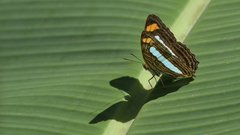 Adelpha