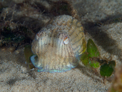 Sepioloidea lineolata