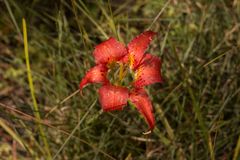 Lilium catesbaei