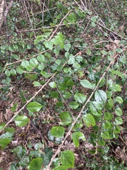 Cotoneaster simonsii